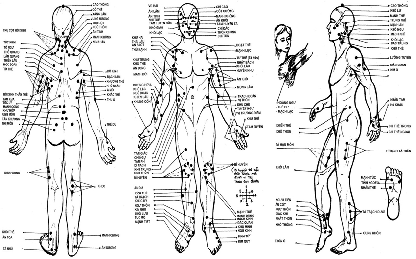 Các huyệt đạo trên cơ thể con người
