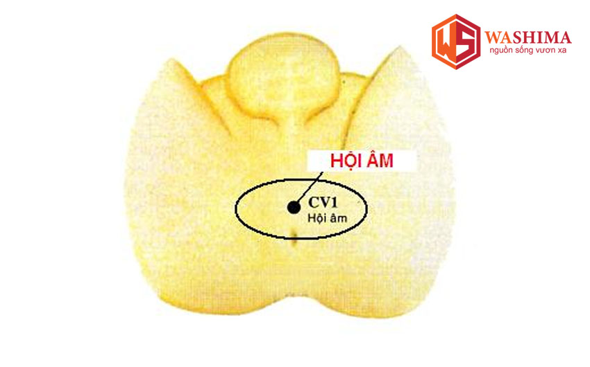 Hình ảnh về huyệt hội âm