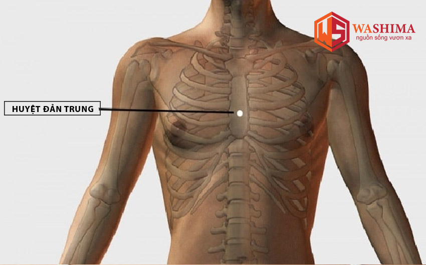 vị trí huyệt Đản Trung nằm ở trung tâm vùng ngực